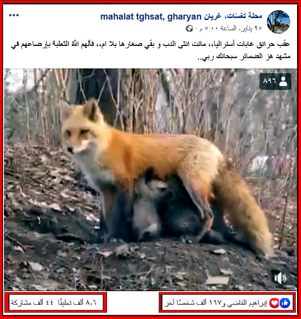 حقيقة إرضاع أنثى ثعلب لدببة صغار فقدت أمها عقب حرائق إستراليا