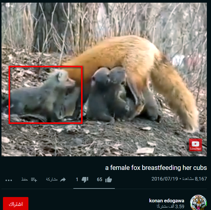 أنثى ثعلب ترضع صغارها