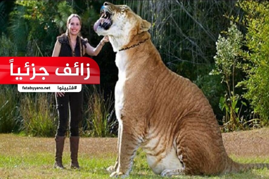 حيوان اللايغر