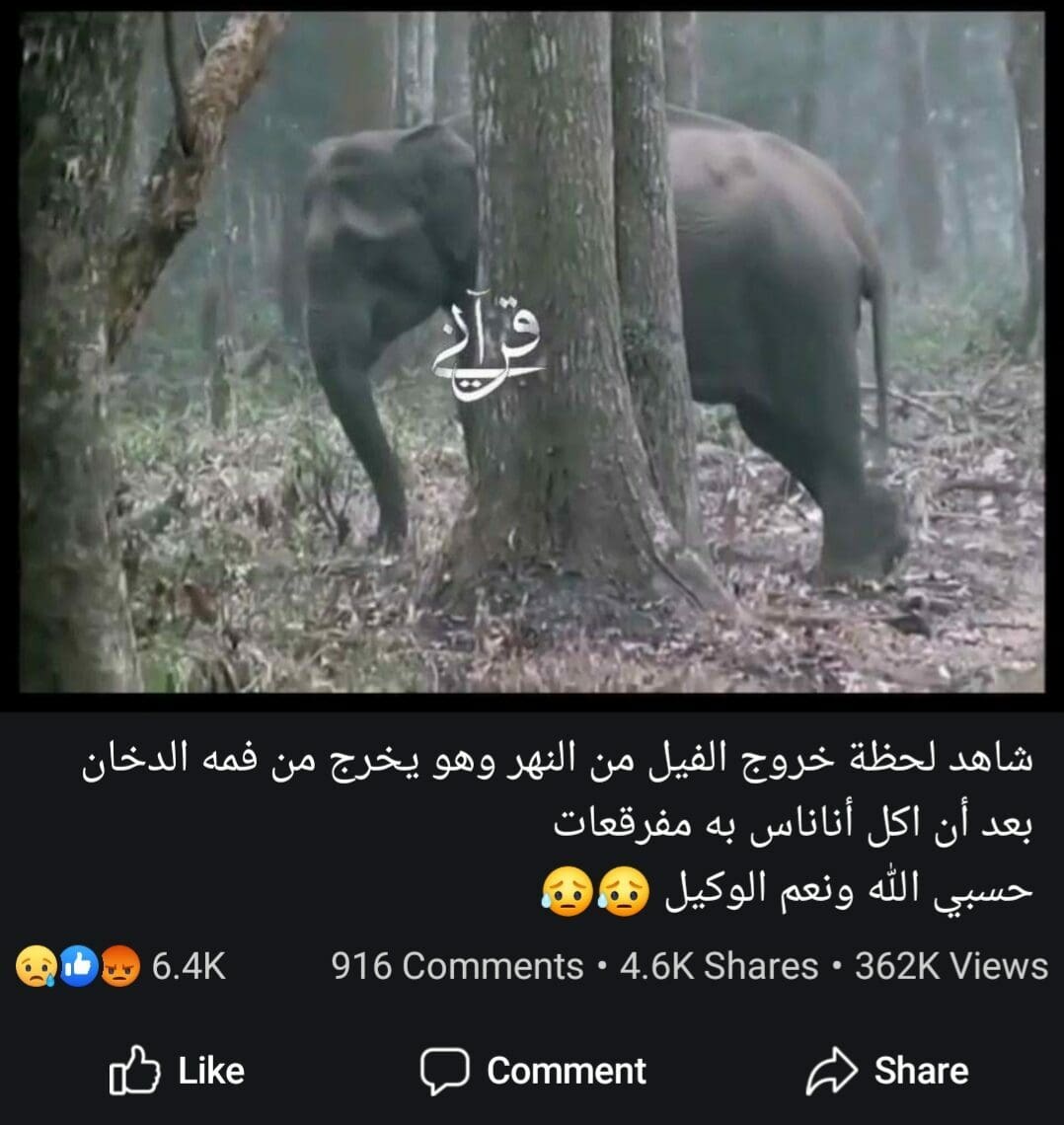 لحظة خروج الفيل من النهر وهو يخرج من فمه الدخان بعد أن اكل أناناس به مفرقعات