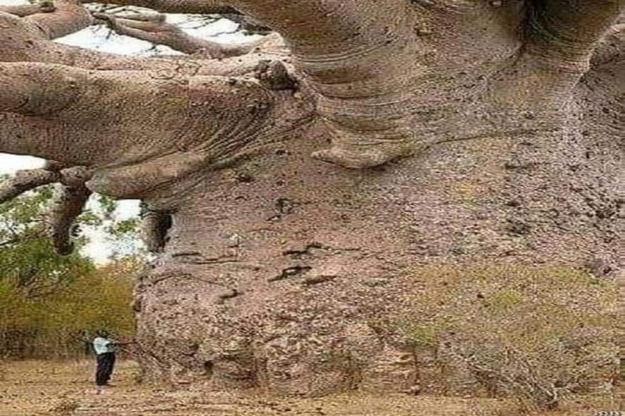 هذه الصورة ليست لأقدم شجرة على وجه الأرض