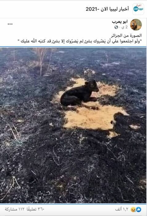 صورة هذا العجل قديمة التقطت في أمريكا وليس الجزائر