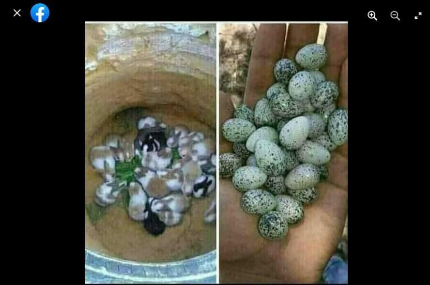 ادعاء بيض الأرانب والحقيقة أن الأرانب لا تبيض فتبينوا