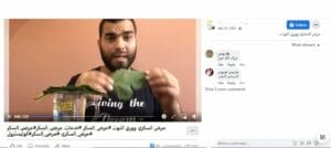 أوراق التوت لا تعالج السكري