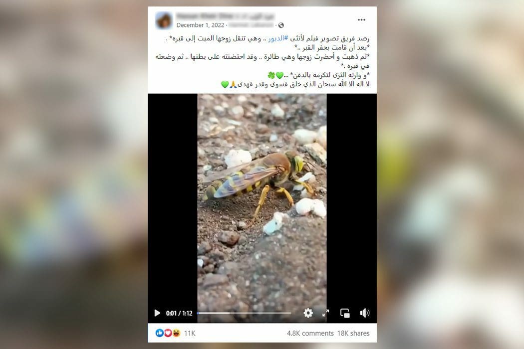 دبور
