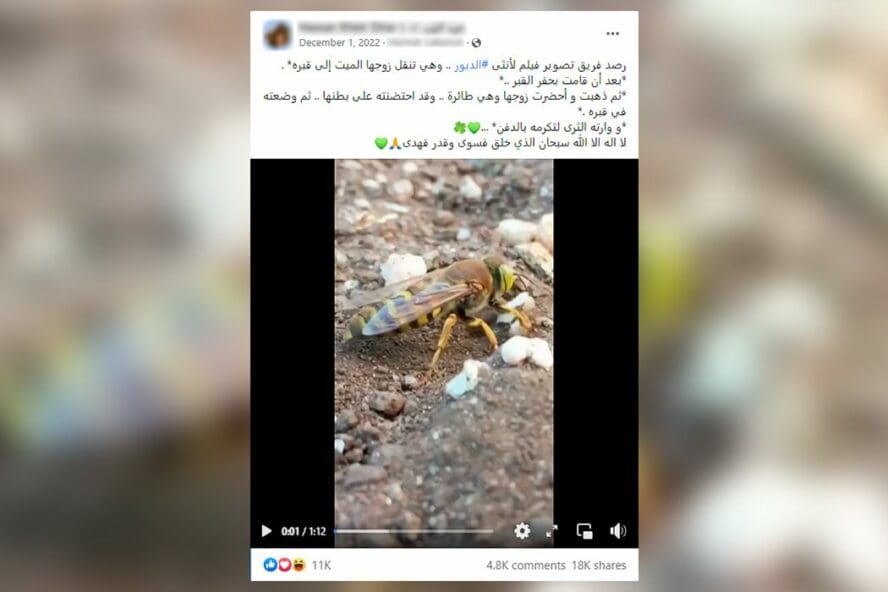 دبور
